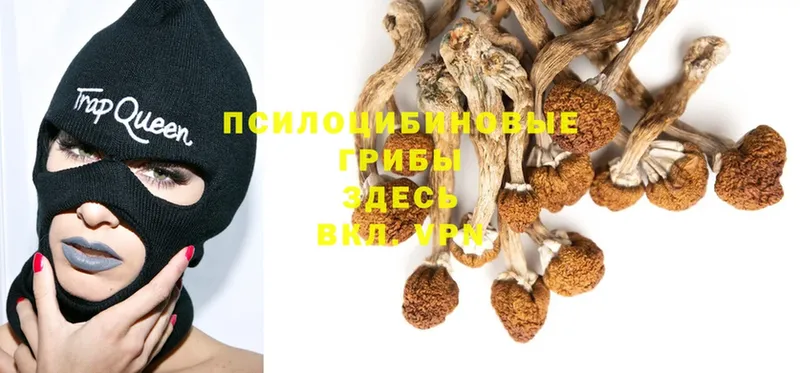 наркотики  Нелидово  Псилоцибиновые грибы Psilocybe 